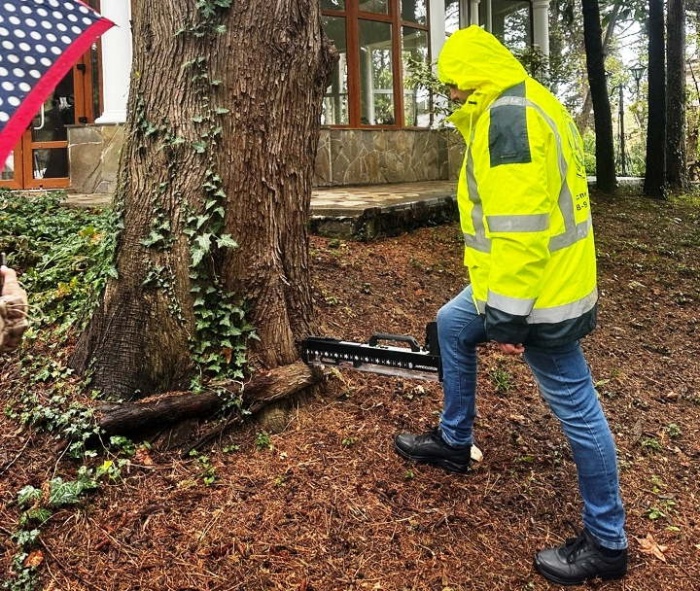 На территории Сочинского санатория выявлены деревья подлежащие удалению